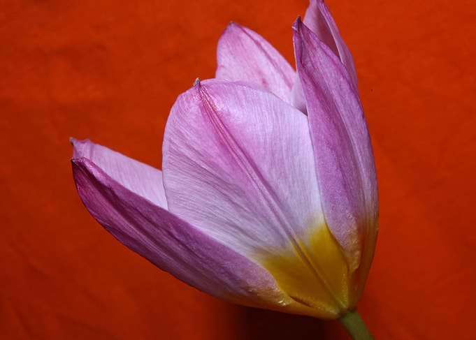 Crocus flower blossoming
