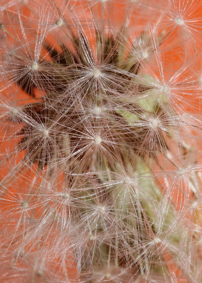 Taraxacum flower close up