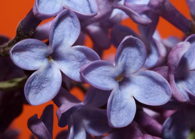 Syringa vulgaris oleaceae