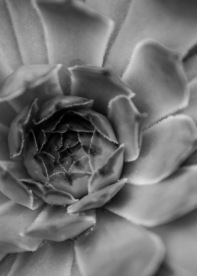 Blue Rose