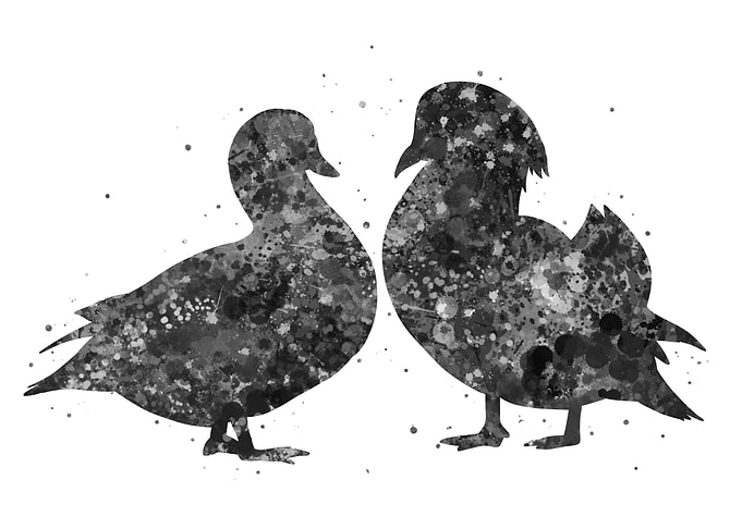 Cute duck mandarin