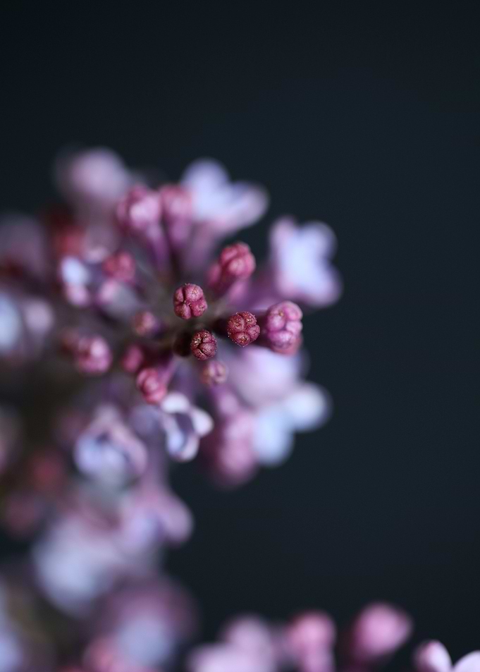 Syringa vulgaris blossom