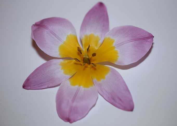 Crocus vernus Iridaceae
