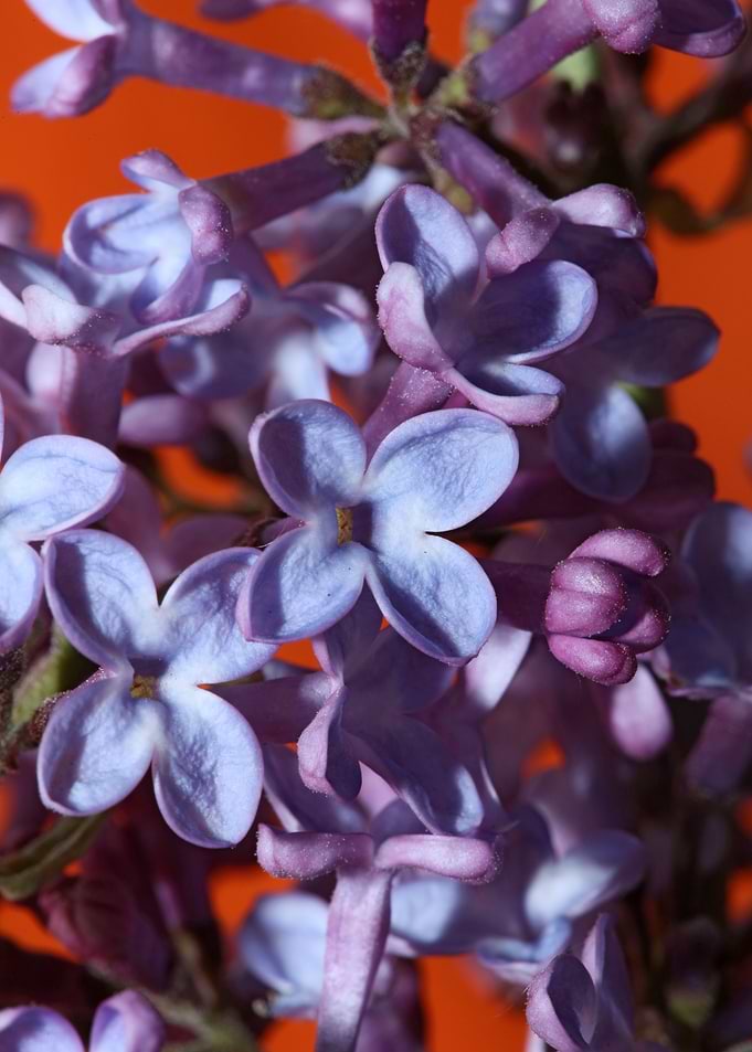 Syringa vulgaris L macro