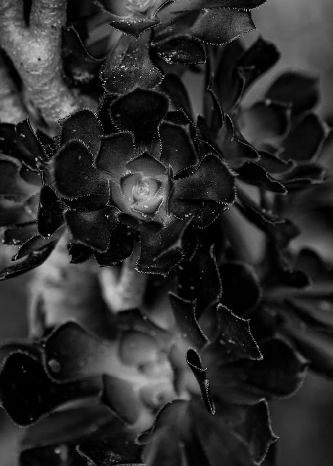 Black Rose