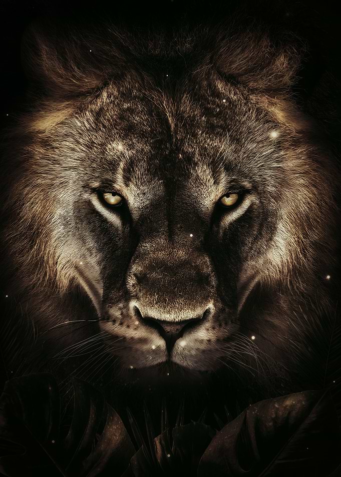 Lion Portrait