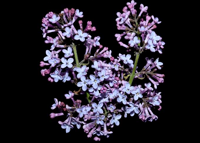 Syringa vulgaris blossom