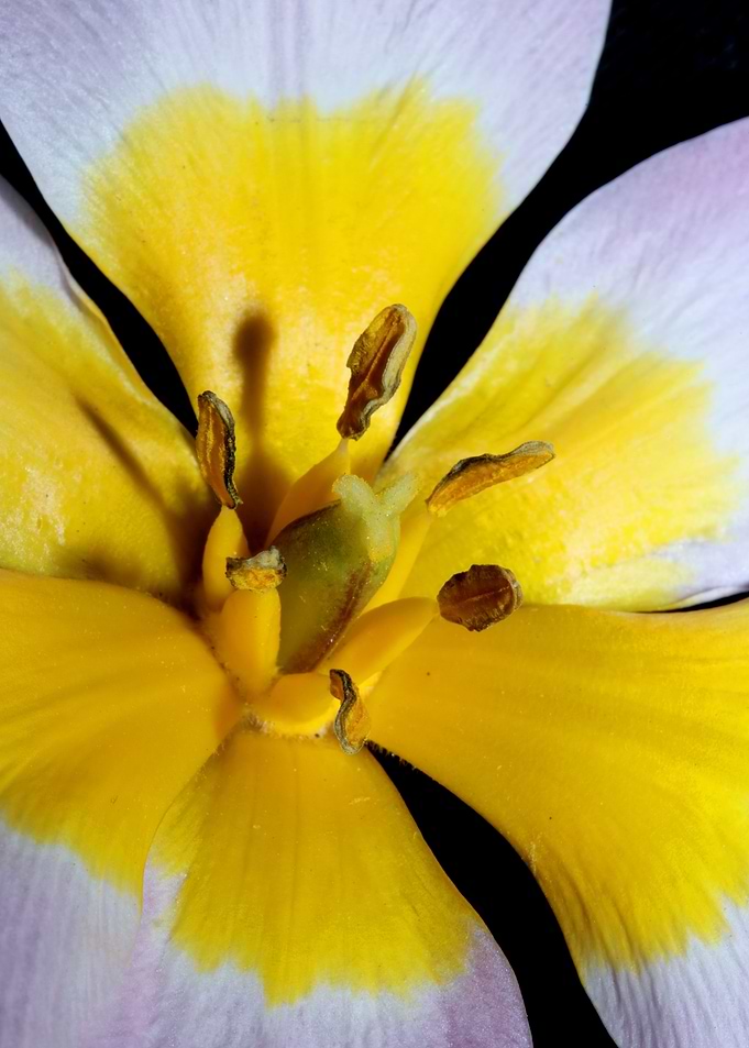 Crocus flower close up