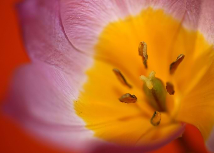 Crocus flower blossoming