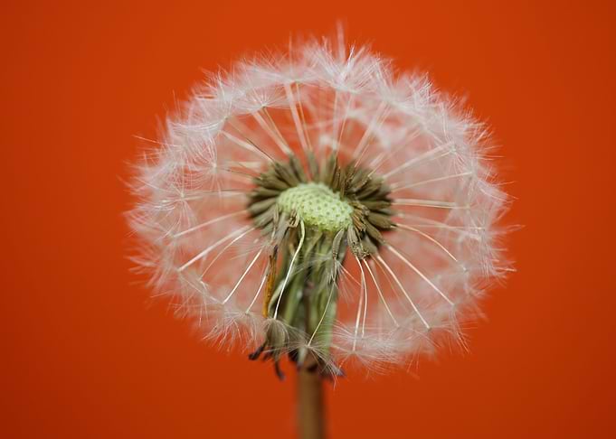 Dandelion blow ball macro