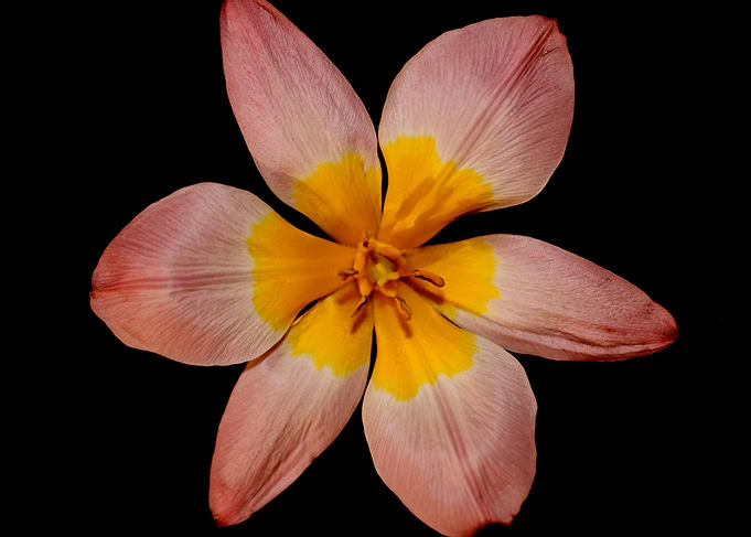 Crocus vernus flower macro