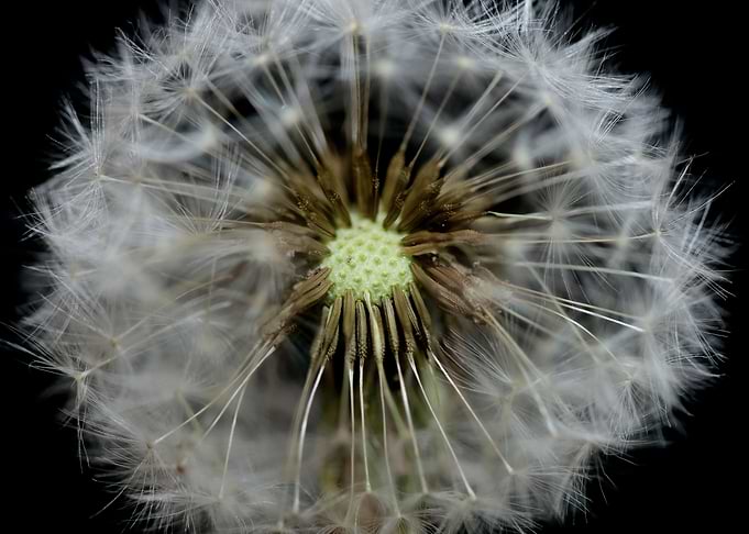 Blow ball dandelion macro