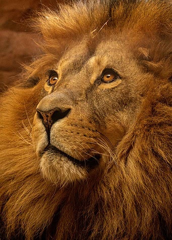 Lion King