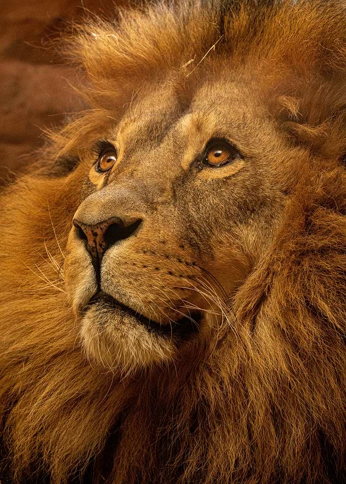 Lion King