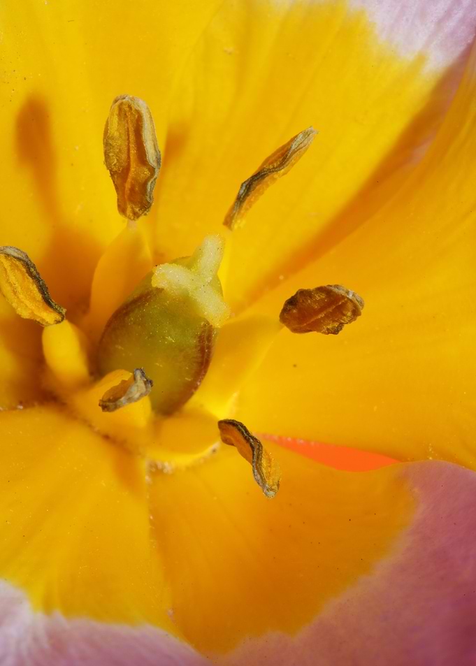 Crocus vernus Iridaceae