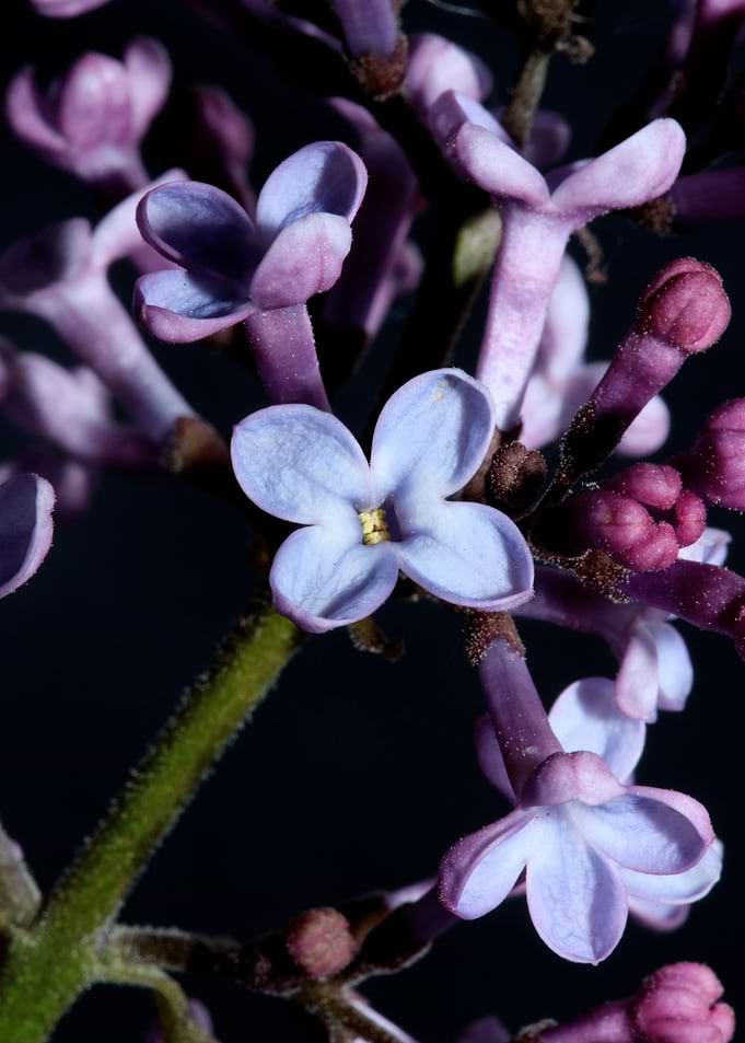 Purple syringa flowering