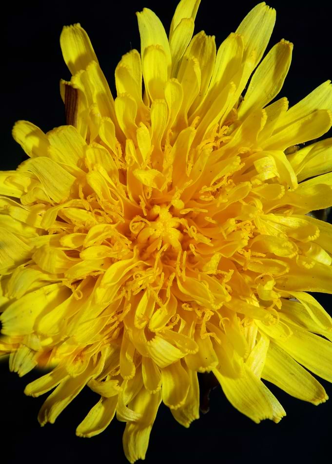 Taraxacum yellow flower