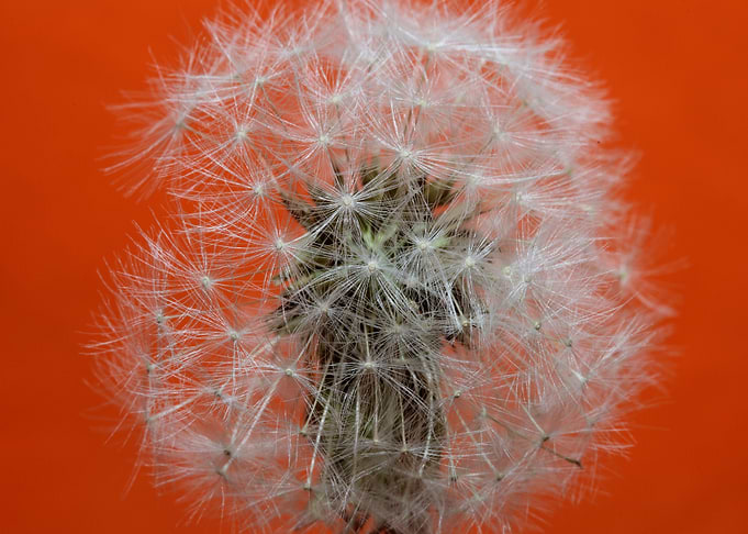 Taraxacum flower close up