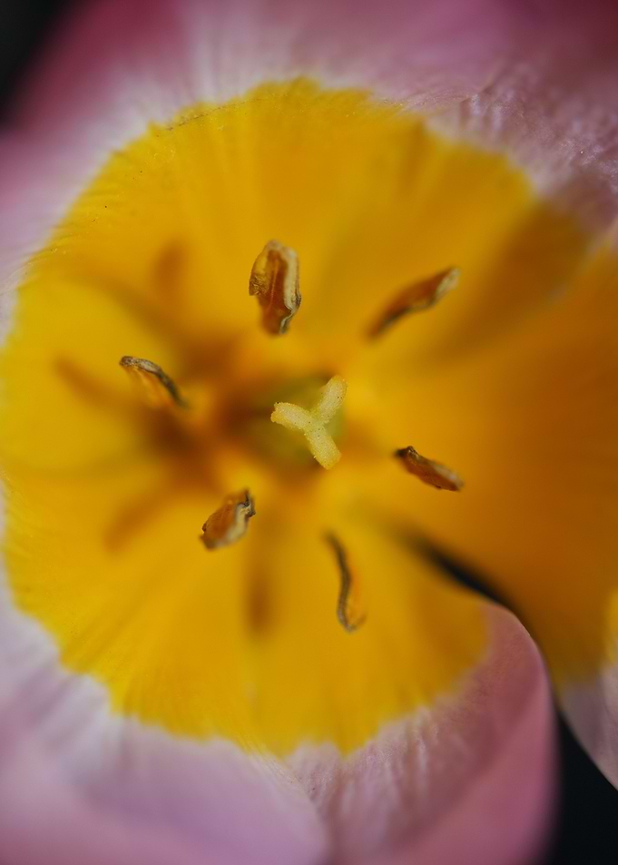 Crocus vernus flower macro