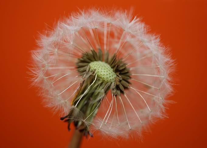Dandelion blow ball macro