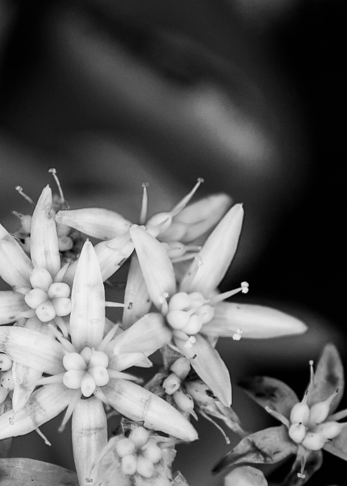 Jade Tree