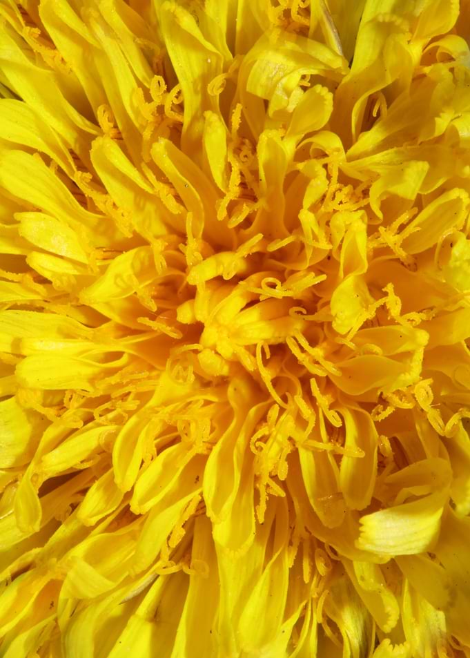Taraxacum yellow flower