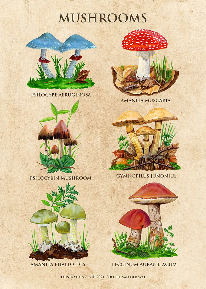 Mushroom Poster