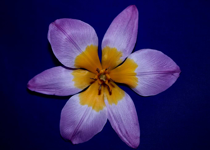 Crocus vernus blossoming