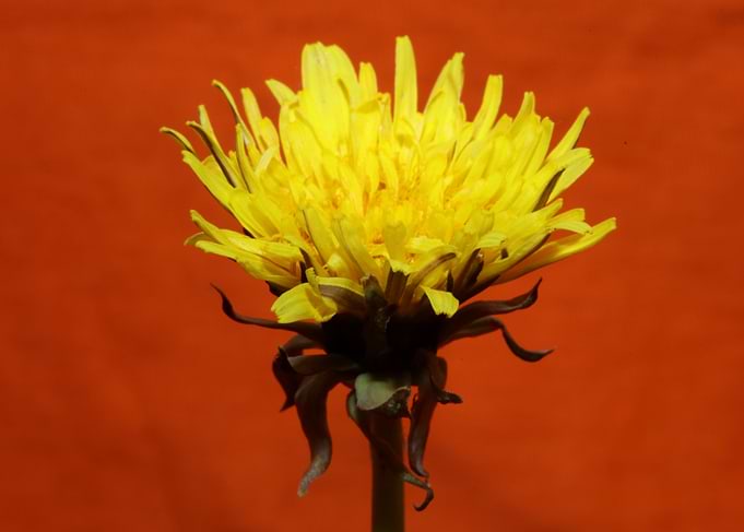 Taraxacum officinale macro