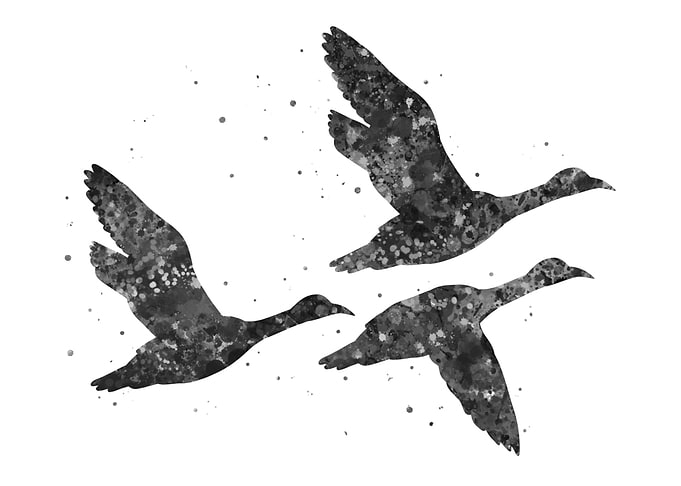 Duck flying