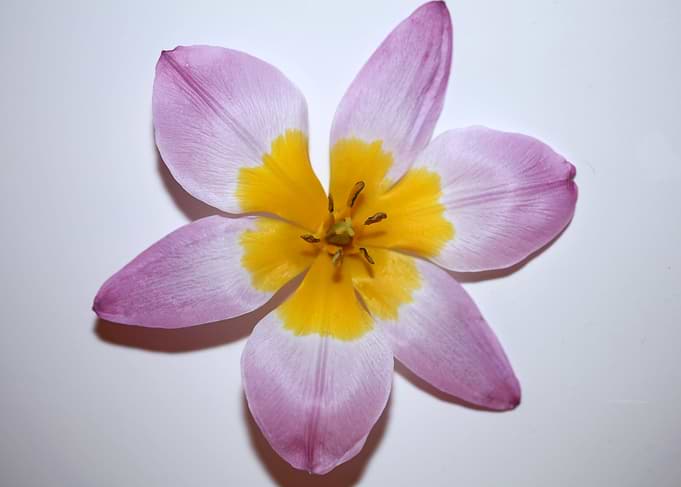 Flower Crocus blossoming