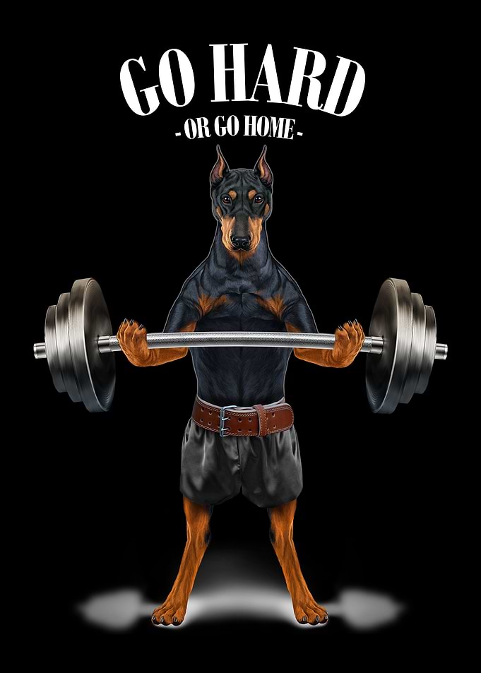 Doberman Weightlifting