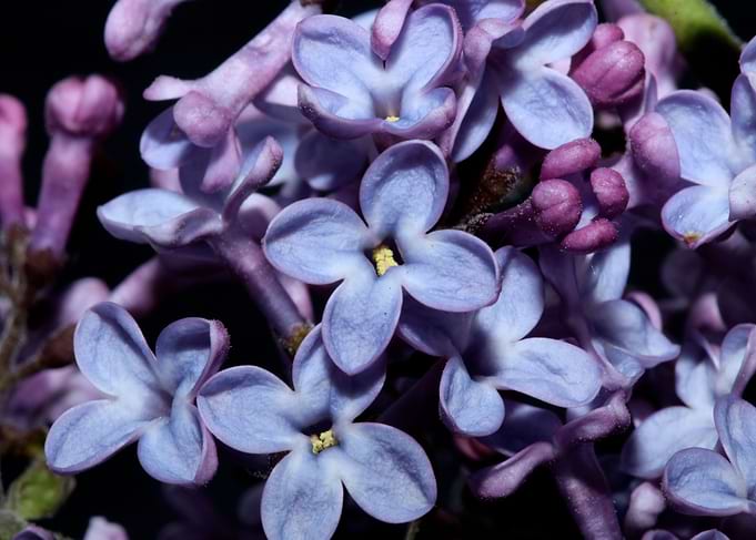 Purple syringa flowering
