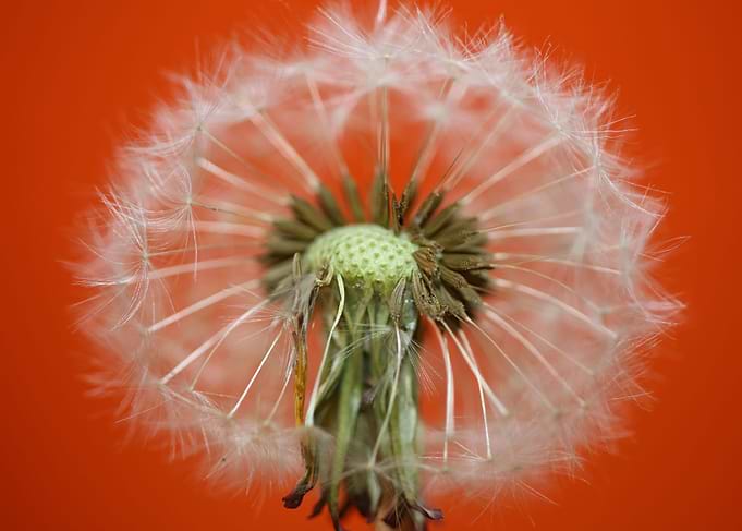 Taraxacum blow ball macro