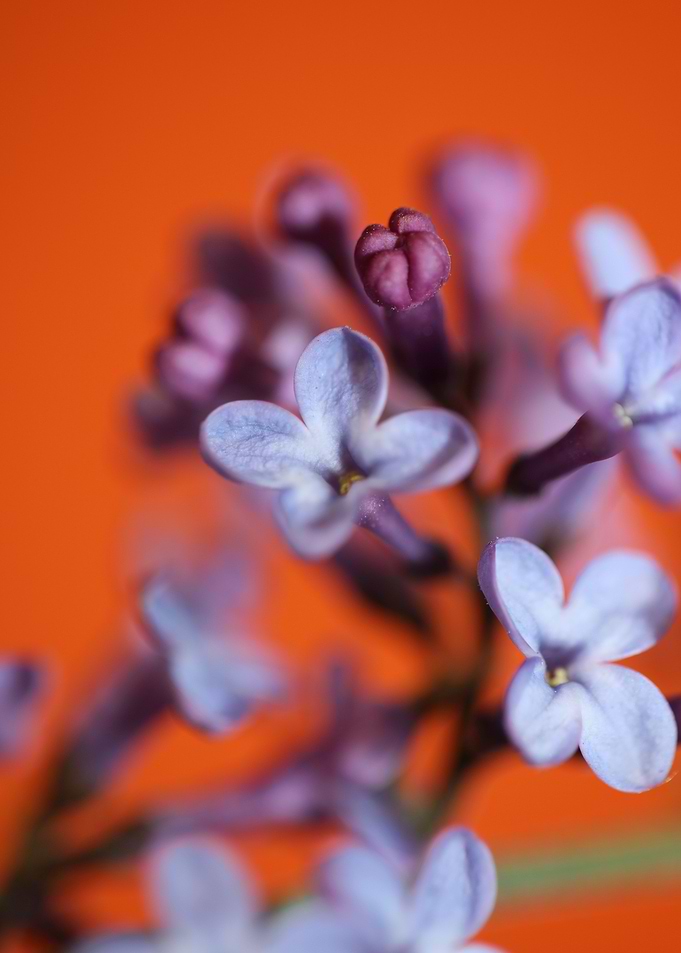 Flower syringa vulgaris