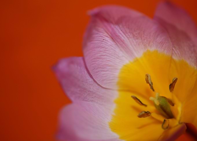 Crocus flower close up