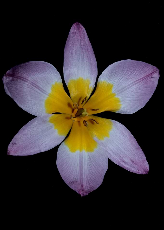 Crocus vernus flower macro
