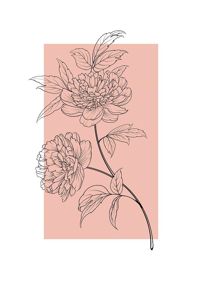 Peony Flower