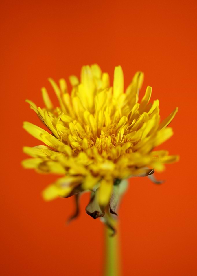 Taraxacum yellow flower