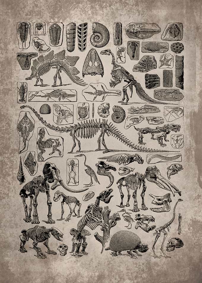 Vintage Paleontology Art