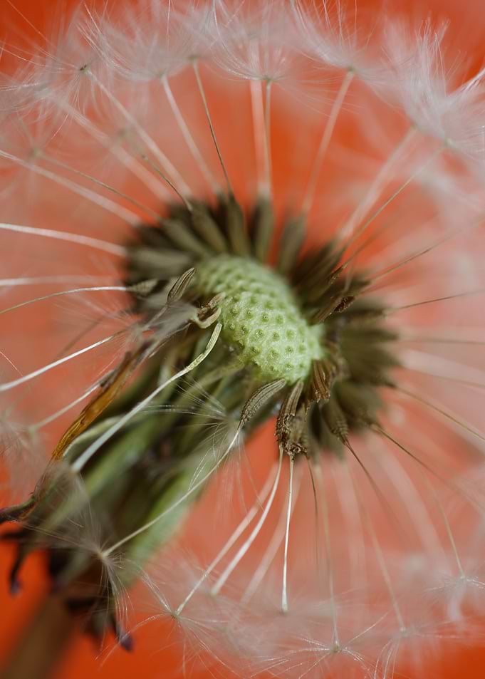 Dandelion blow ball macro