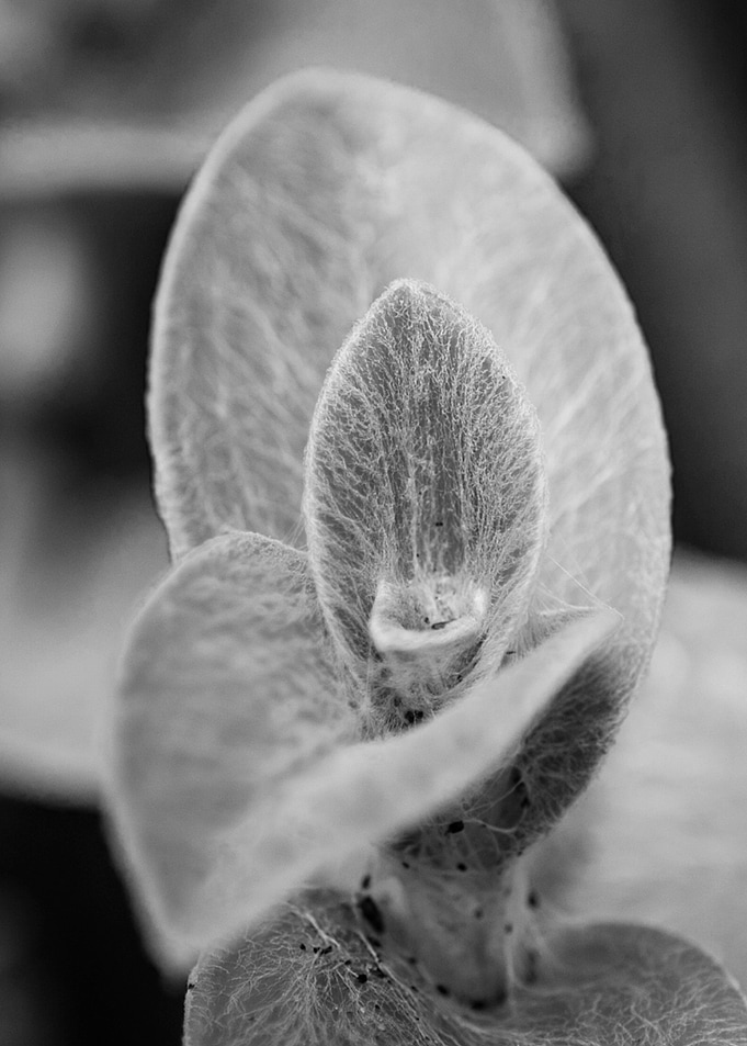 White Velvet