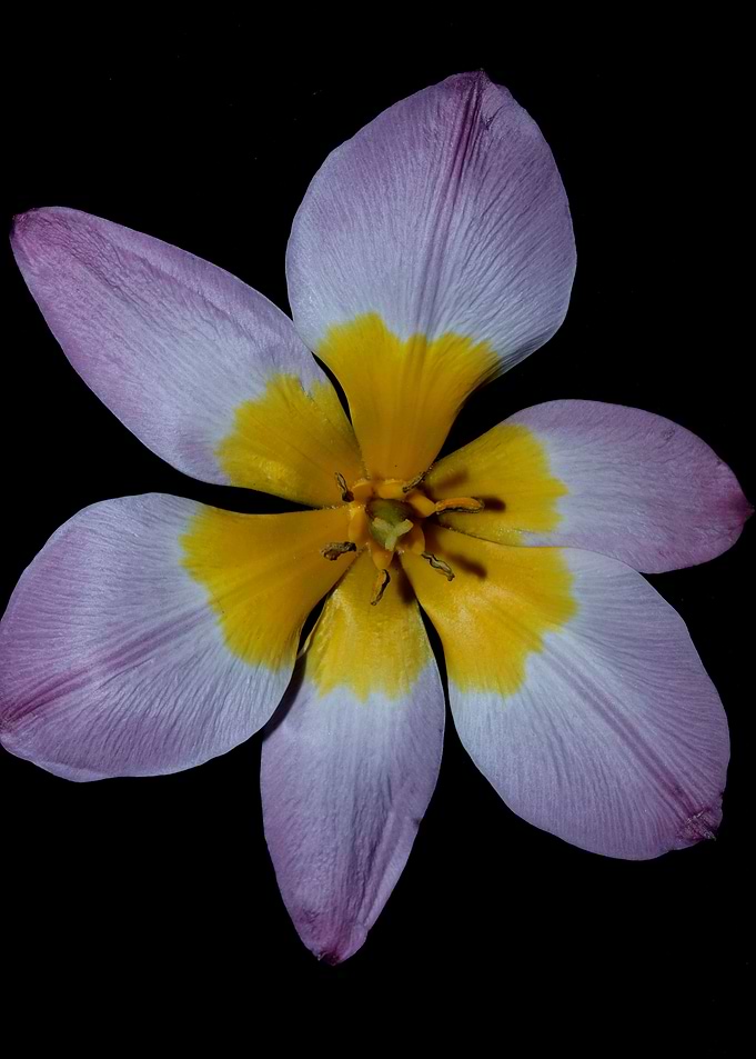 Crocus vernus blossoming