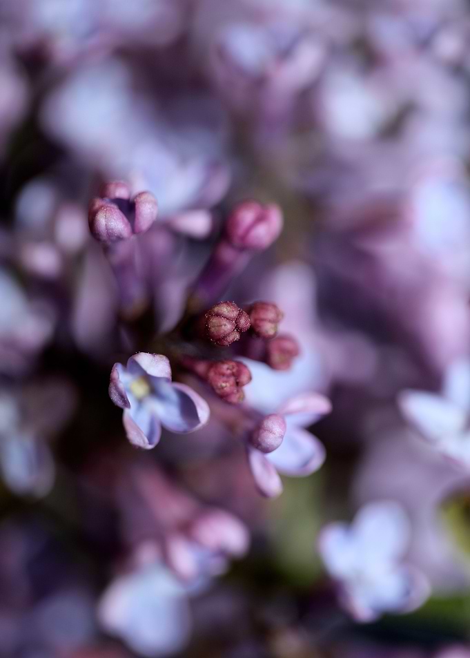 Syringa vulgaris oleaceae