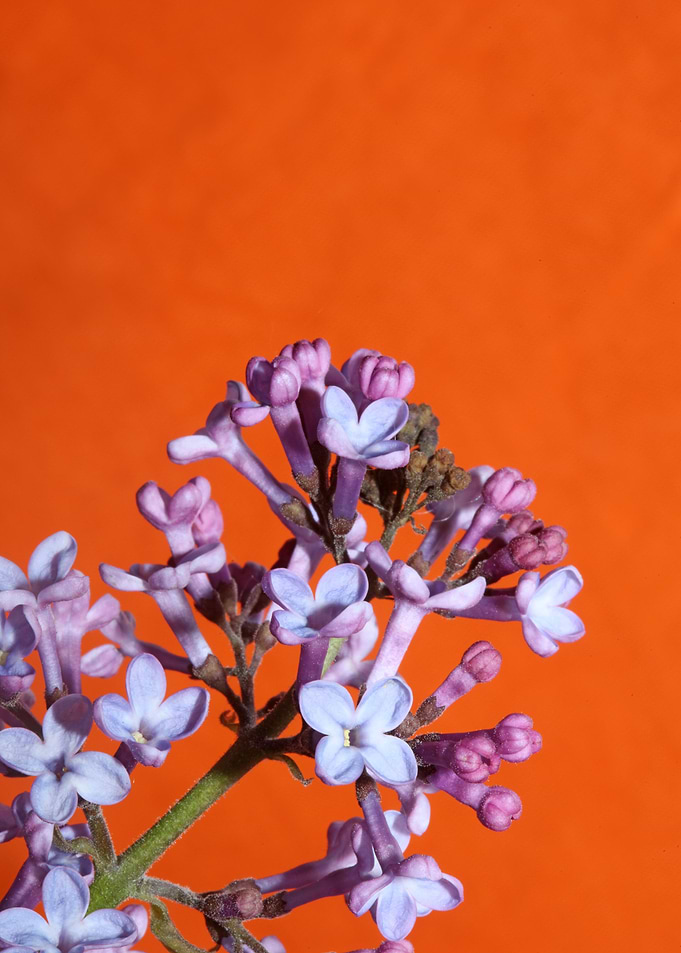 Purple syringa blossoming