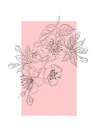 Sakura Cherry Blossom