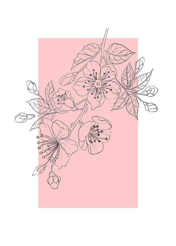 Sakura Cherry Blossom