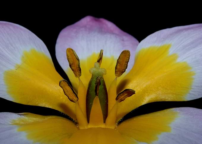 Crocus vernus blossoming