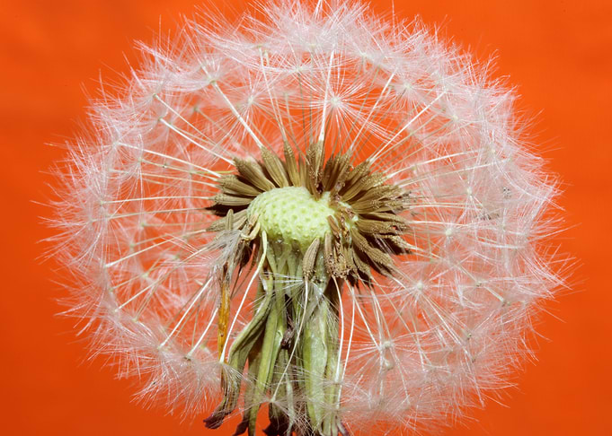 Taraxacum flower close up