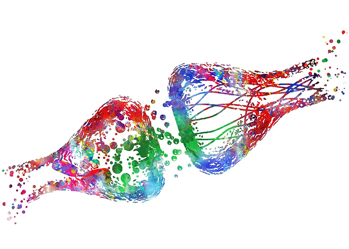 Synapse receptor